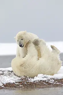 Barrier: Polar Bear - young playing along a barrier island