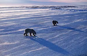 Survival: POLAR BEARS - 2 walking across ice