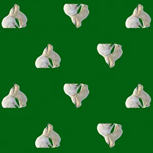 Designs: Polar Bears