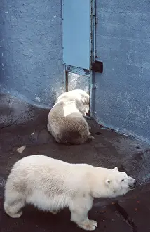 Trapped: POLAR BEARS
