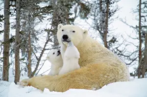 Nuzzling: Polar Bears - & two cubs, nuzzling