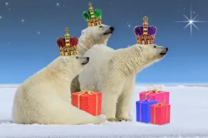 Wise: Polar Bear's dressed as Three wise men, offering