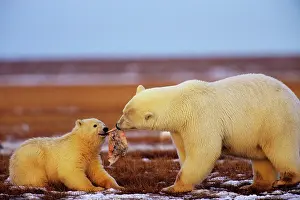 Beaufort: Polar Bears - female with cub - with chunk of whale