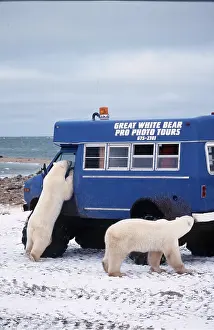 Vehicles: Polar Bears - two investigating a tourist truck
