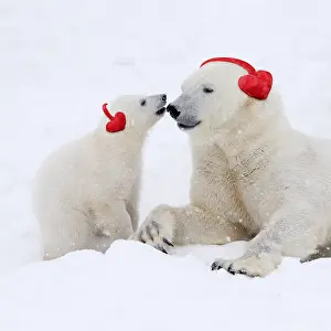 Earmuffs: Polar Bears in snow adult and cub wearing heart-shaped