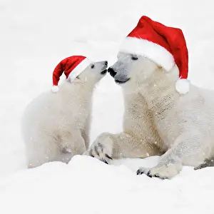 281217: Polar Bears in snow wearing Christmas hats, adult