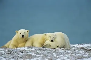 Beaufort: Polar Bears - sow with cubs - resting along the