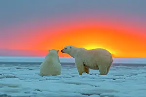 Silhouettes: Polar Bears - in sunset
