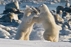Attack: Polar Bears (Ursa maritimus) fighting on ice, Hudson