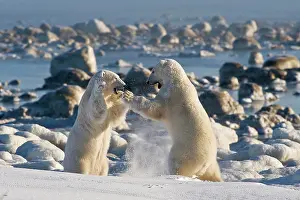 Attack: Polar Bears (Ursa maritimus) fighting on ice, Hudson