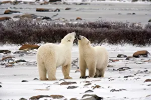 Marc: Polar Bears (Ursus maritimus) in Churchill