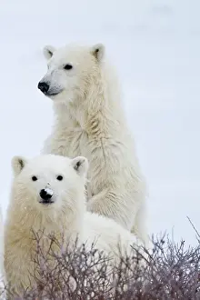 Nanook: Polar bears (Ursus maritimus) Two cubs in