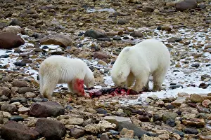 Nanook: Two Polar bears (Ursus maritimus) eating