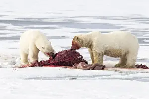 Odobenus: Two polar bears (Ursus maritimus) eating together