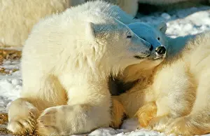 Canoodle: Polar bears (Ursus maritimus), family, Hudson Bay