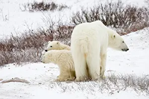 Nanook: Polar Bears (Ursus maritimus) female and