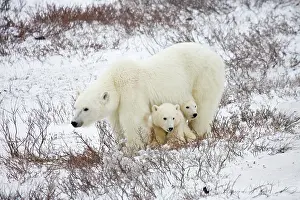 Nanook: Polar Bears (Ursus maritimus) female and