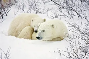 Nanook: Polar Bears (Ursus maritimus) female and