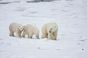 Nanook: Polar Bears (Ursus maritimus) female and