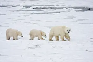 Nanook: Polar Bears (Ursus maritimus) female and