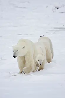 Nanook: Polar Bears (Ursus maritimus) female and
