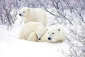 Nanook: Polar Bears (Ursus maritimus) female and