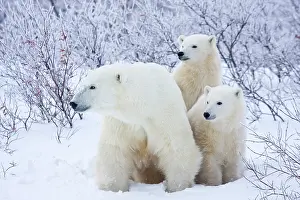 Nanook: Polar Bears (Ursus maritimus) female and