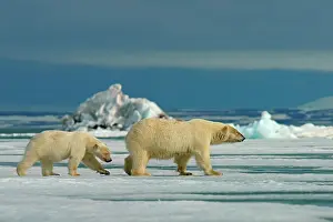 Floe: Polar bears (Ursus maritimus), female with young
