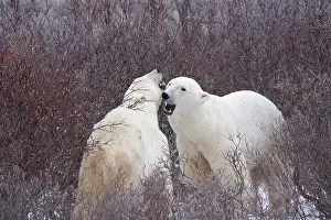 Marc: Polar Bears (Ursus maritimus) fighting in