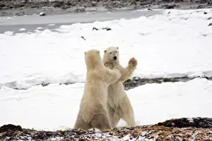 Marc: Polar Bears (Ursus maritimus) fighting in