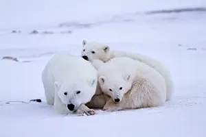 Manitoba: Polar bears (Ursus maritimus) mother and