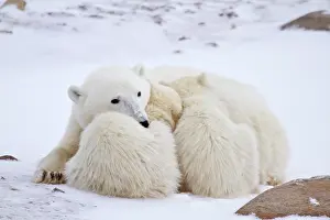 Manitoba: Polar bears (Ursus maritimus) mother and