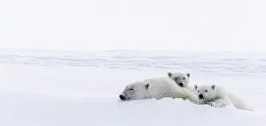 Baffin: Polar bears (Ursus maritimus), mother animal and