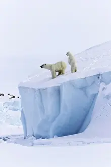 Baffin: Polar bears (Ursus maritimus), mother animal and