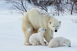 Manitoba: Polar bears (Ursus maritimus), mother animal with