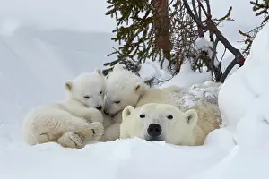 Cuddle: Polar bears (Ursus maritimus), mother animal with
