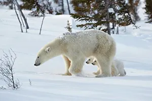 Manitoba: Polar bears (Ursus maritimus), mother animal with