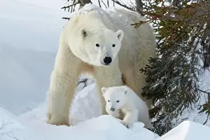 Wapusk: Polar bears (Ursus maritimus), mother with newborn