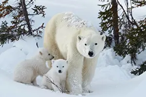 Wapusk: Polar bears (Ursus maritimus), mother with two newborns