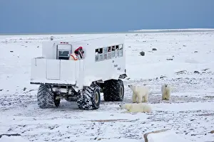 Viewing: Polar bears (Ursus maritimus) near Tundra