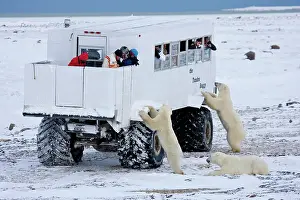Viewing: Polar bears (Ursus maritimus) near Tundra