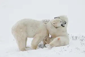 Sympathy: Two Polar Bears (Ursus maritimus) at play in Churchill