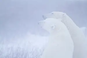 Snowstorm: Polar Bears (Ursus maritimus) during snowstorm