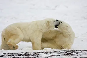 Nanook: Polar Bears (Ursus maritimus) sparring