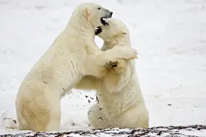 Nanook: Polar Bears (Ursus maritimus) sparring