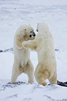 Nanook: Polar Bears (Ursus maritimus) sparring