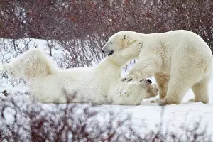 Nanook: Two Polar bears (Ursus maritimus) sparring