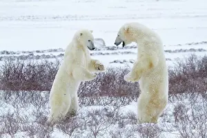 Manitoba: Two Polar bears (Ursus maritimus) sparring