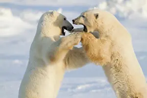Agile: Polar Bears (Ursus maritimus) sparring Churchill