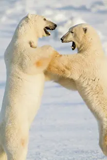 Agile: Polar Bears (Ursus maritimus) sparring Churchill